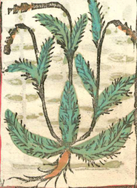 Detail of page from Herbarium apulei with illustration of herb. Please click to view entire image.